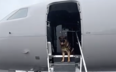 K-9 Sgt. Lanzer Heads Home